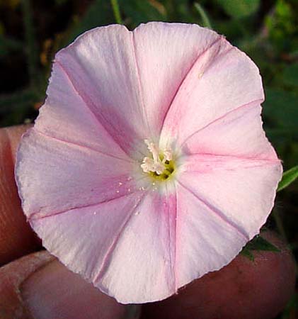Convolvulus cantabrica